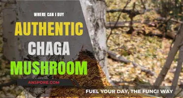 Discover Authentic Chaga Mushroom: Top Sources for Quality Purchases