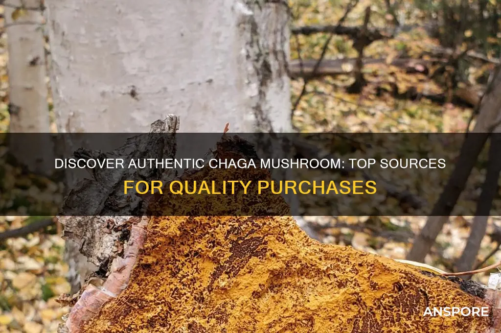 where can i buy authentic chaga mushroom