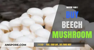 Discover Top Retailers and Markets to Buy Beech Mushrooms Today