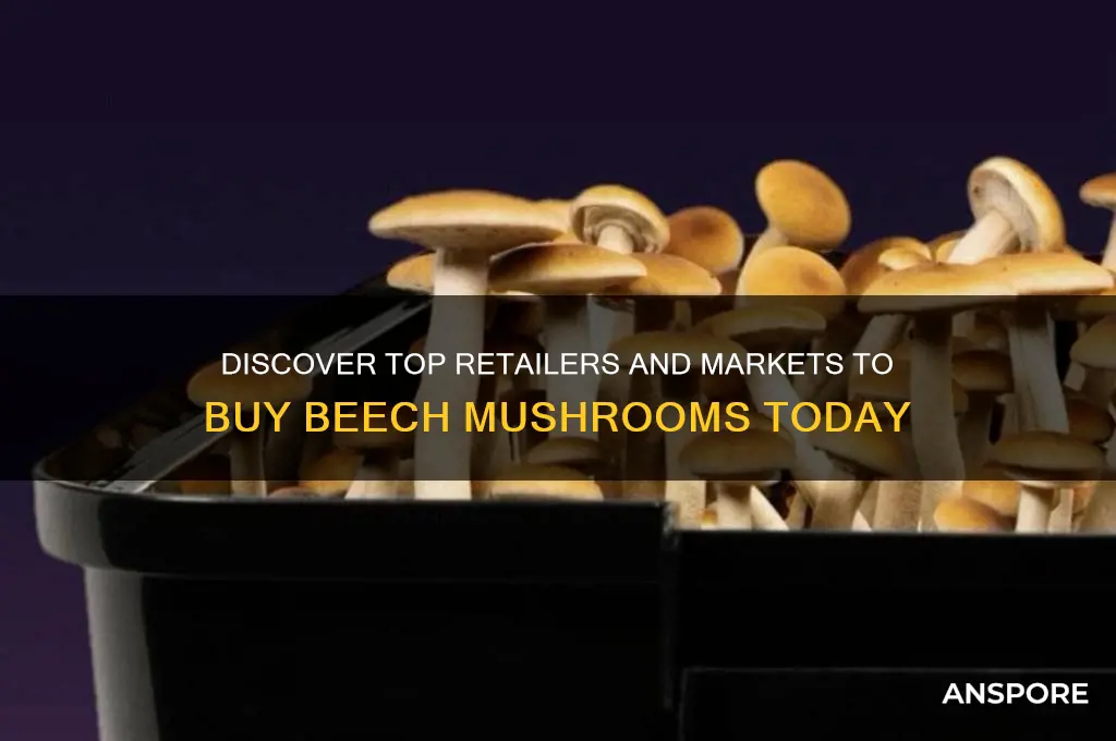 where can i buy beech mushrooms