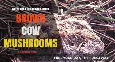 Discover Where to Buy Brown Chicken Brown Cow Mushrooms Easily