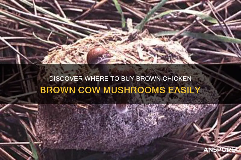 where can i buy brown chicken brown cow mushrooms