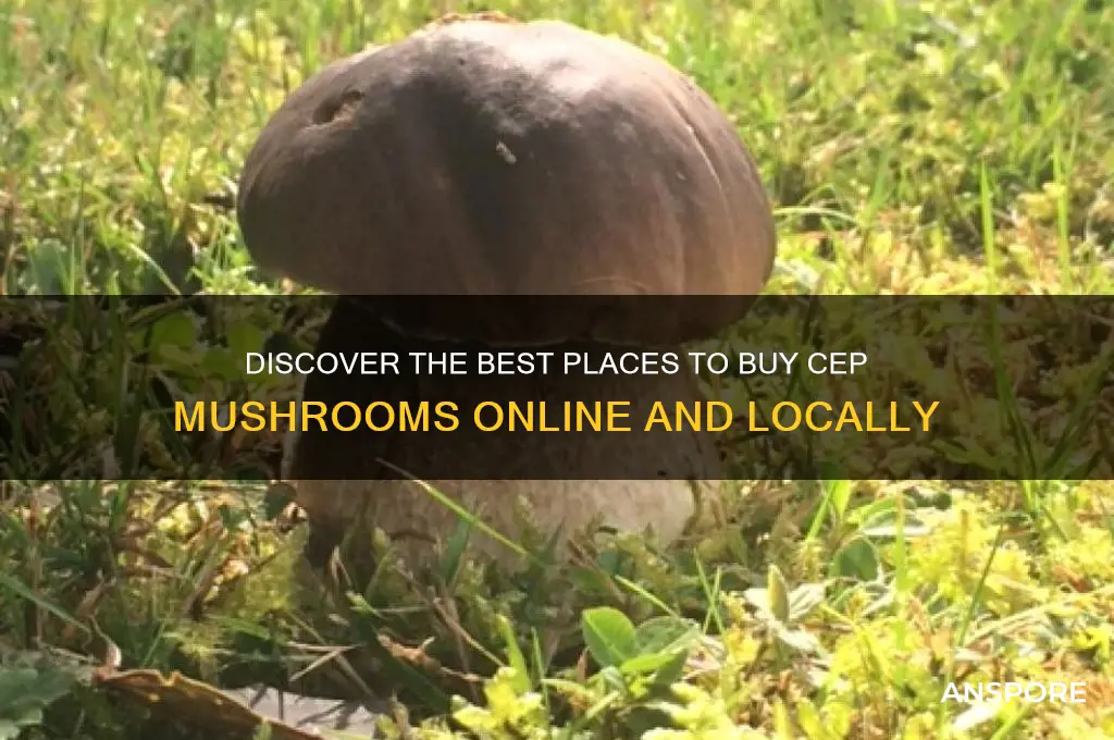 where can i buy cep mushrooms