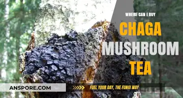 Discover Top Sources to Buy Chaga Mushroom Tea Online & Locally