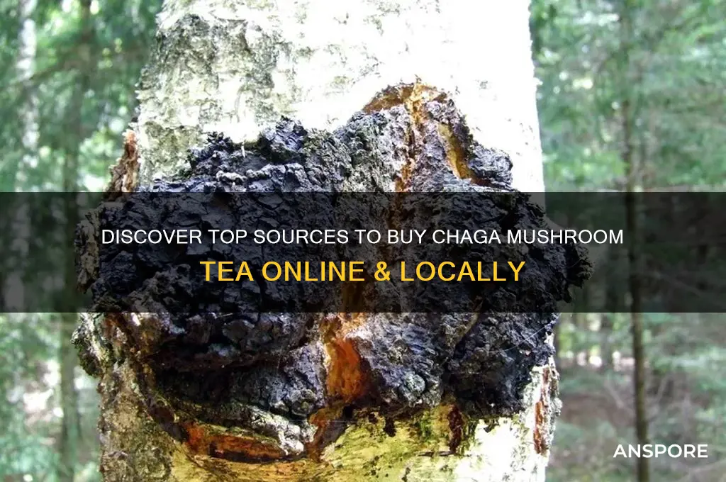 where can i buy chaga mushroom tea
