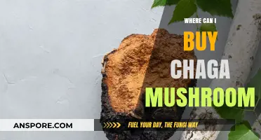 Discover Top Sources to Buy Chaga Mushroom Online & Locally