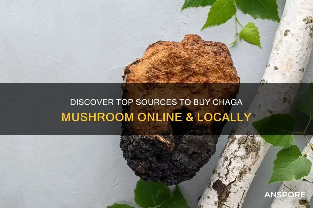 where can i buy chaga mushroom