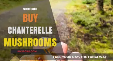 Discover Top Spots to Buy Fresh Chanterelle Mushrooms Locally & Online