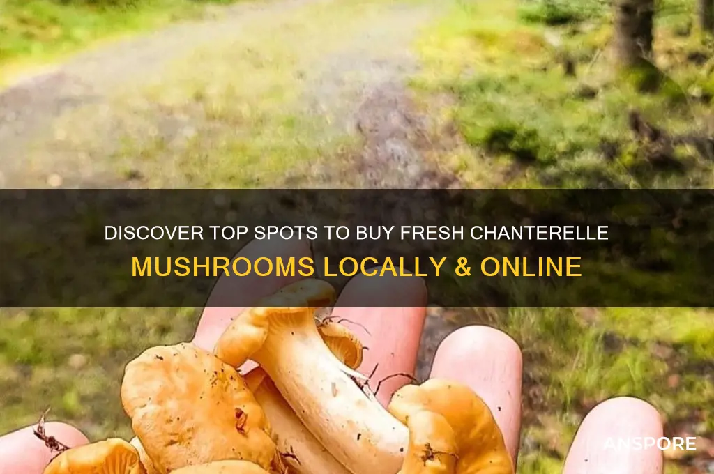 where can i buy chanterelle mushrooms