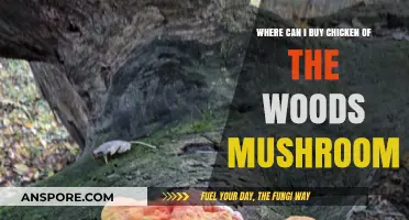 Where to Buy Chicken of the Woods Mushroom: A Guide