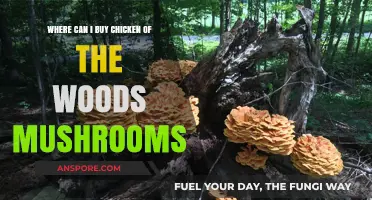 Discover Top Spots to Buy Chicken of the Woods Mushrooms