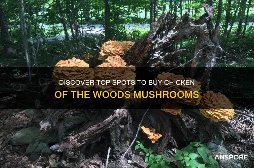 where can i buy chicken of the woods mushrooms