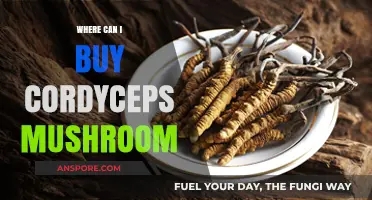 Where to Buy Cordyceps Mushroom: Top Sources and Tips