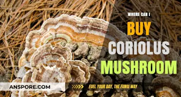 Discover Top Retailers to Buy Coriolus Mushroom Online & Locally
