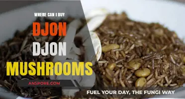Discover the Best Places to Buy Authentic Djon Djon Mushrooms