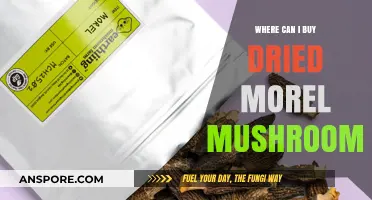 Discover the Best Places to Buy Dried Morel Mushrooms Online