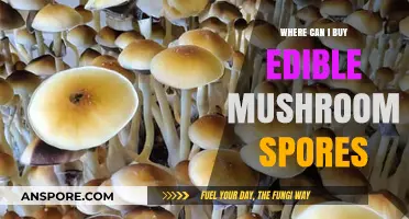 Where to Buy Edible Mushroom Spores: A Comprehensive Guide