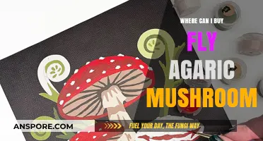 Where to Buy Fly Agaric Mushrooms: A Comprehensive Guide