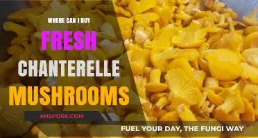 Discover the Best Places to Buy Fresh Chanterelle Mushrooms