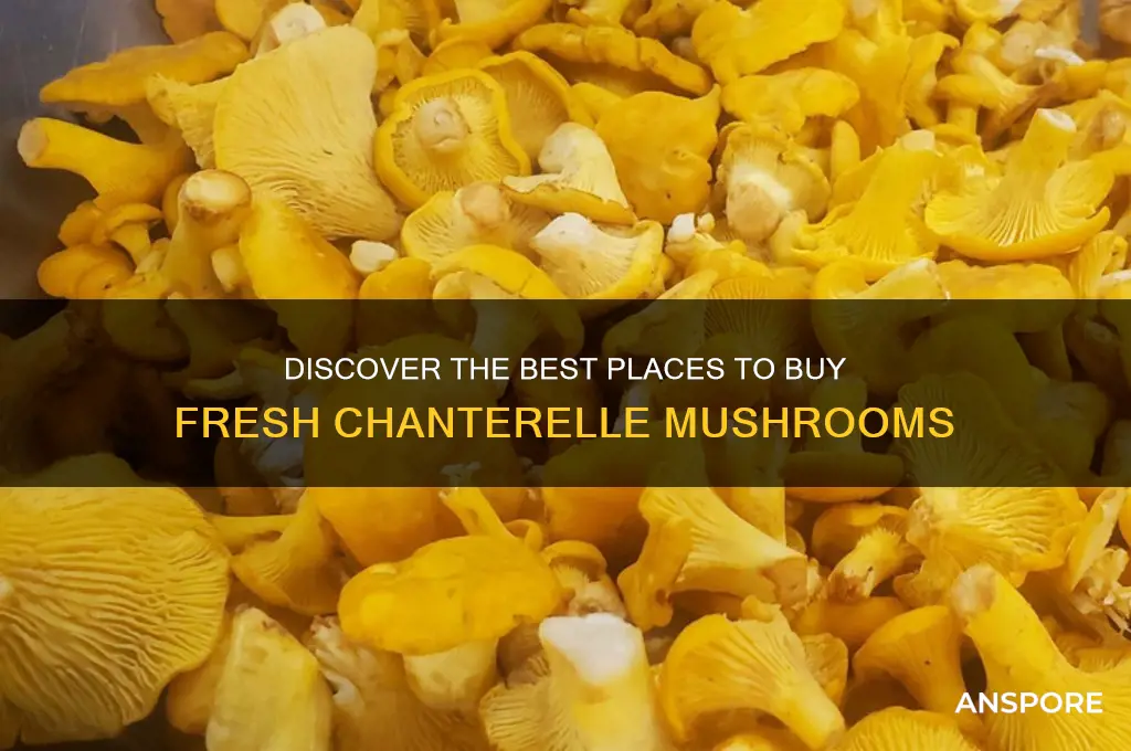where can i buy fresh chanterelle mushrooms