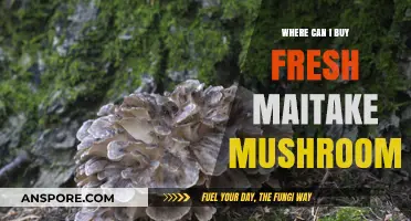 Discover Top Sources to Buy Fresh Maitake Mushrooms Locally & Online