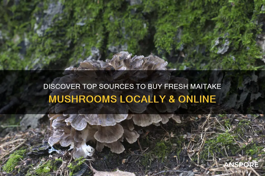 where can i buy fresh maitake mushrooms