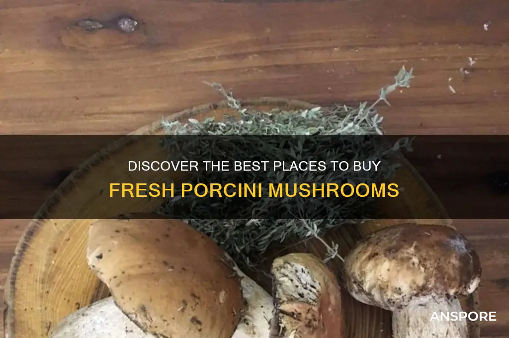 where can i buy fresh porcini mushrooms