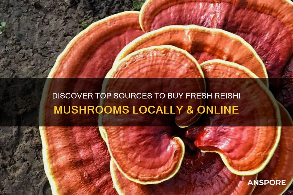 where can i buy fresh reishi mushrooms