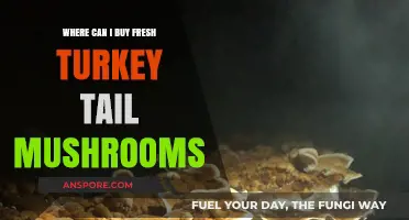 Discover Top Sources to Buy Fresh Turkey Tail Mushrooms Today