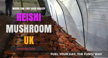 Best Places to Buy High-Quality Reishi Mushrooms in the UK