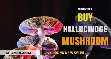 Exploring Legal Sources: Where to Buy Hallucinogenic Mushrooms Safely