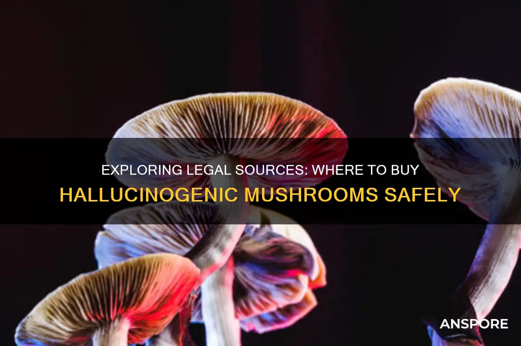 where can i buy hallucinogenic mushrooms