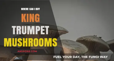 Discover Top Retailers and Markets to Buy King Trumpet Mushrooms