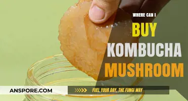 Where to Buy Kombucha Mushroom: Top Retailers and Online Sources