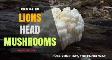 Where to Buy Lion's Head Mushrooms: Top Sources and Tips