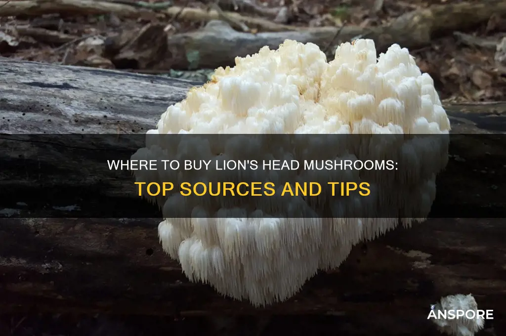 where can i buy lions head mushrooms