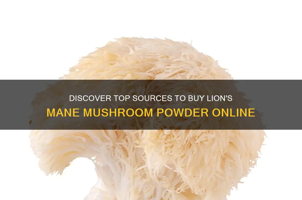 where can i buy lion