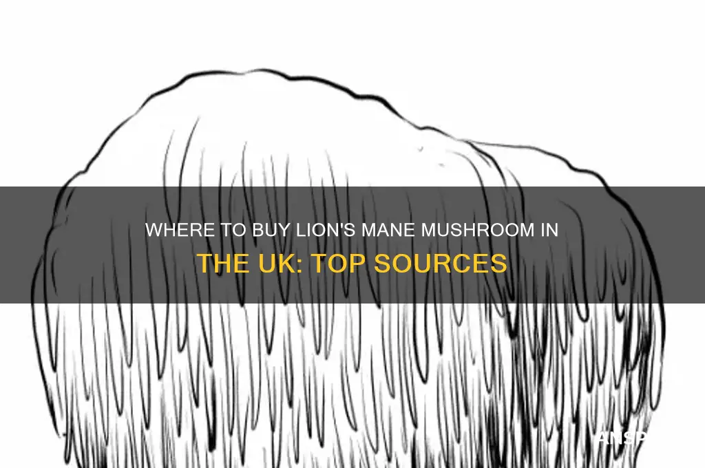 where can i buy lions mane mushroom uk