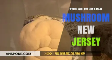 Where to Buy Lion's Mane Mushrooms in New Jersey: Top Spots