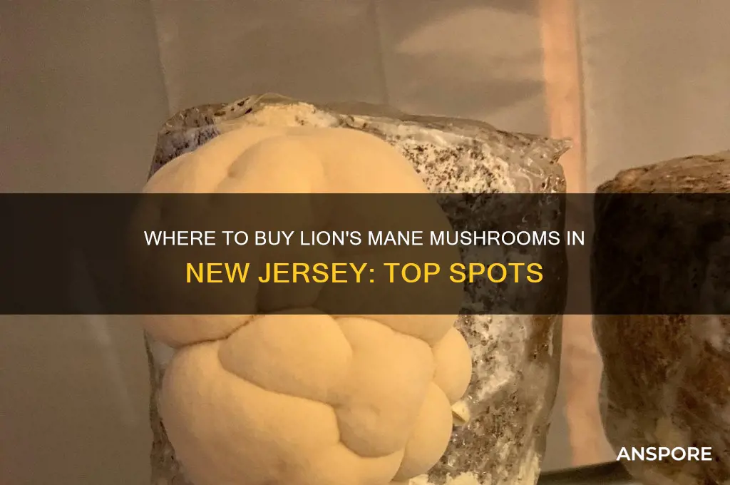 where can i buy lion