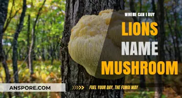 Discover Where to Buy Lion's Mane Mushrooms: A Comprehensive Guide