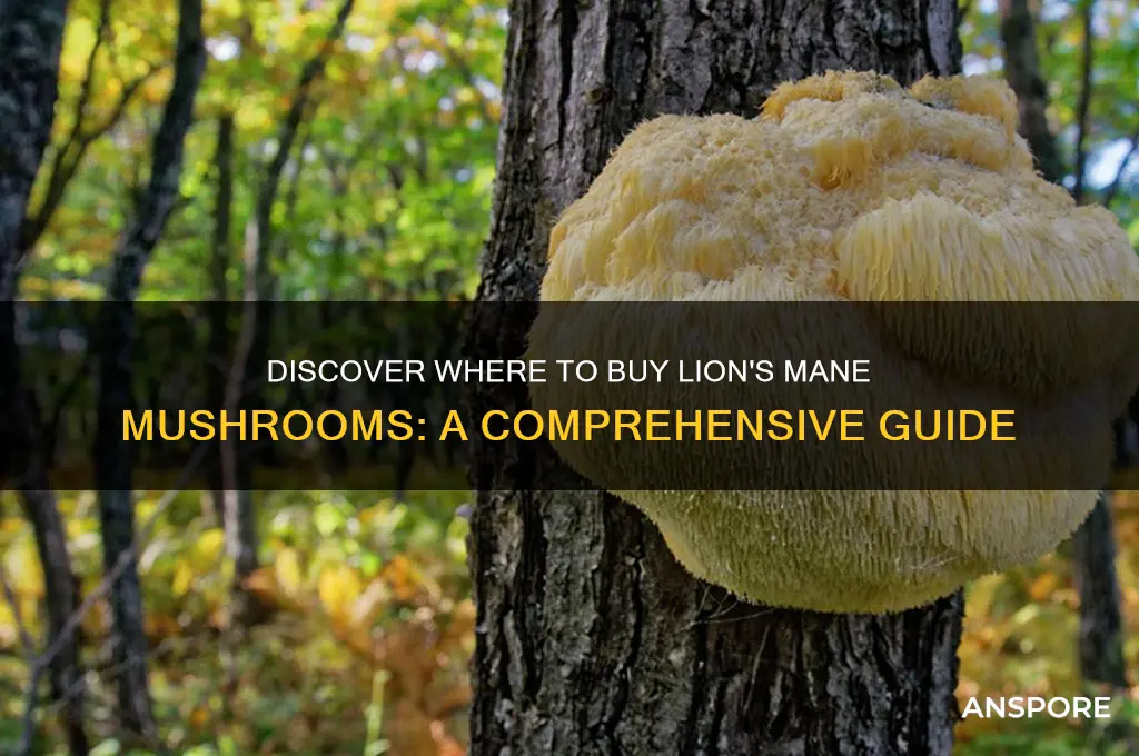 where can i buy lions name mushrooms