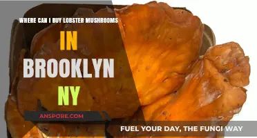 Discover Brooklyn's Best Spots to Buy Lobster Mushrooms Today