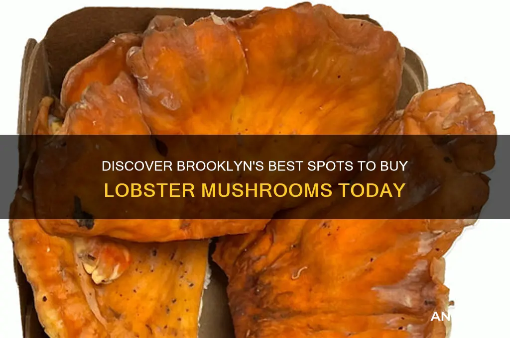 where can i buy lobster mushrooms in brooklyn ny