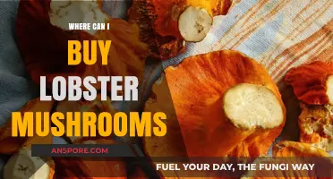 Discover the Best Places to Buy Lobster Mushrooms Online & Locally