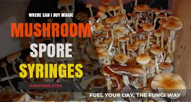 Where to Buy Magic Mushroom Spore Syringes Legally and Safely
