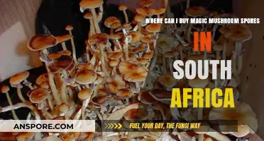 Where to Buy Magic Mushroom Spores in South Africa Legally