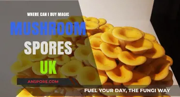 Where to Buy Magic Mushroom Spores in the UK Legally