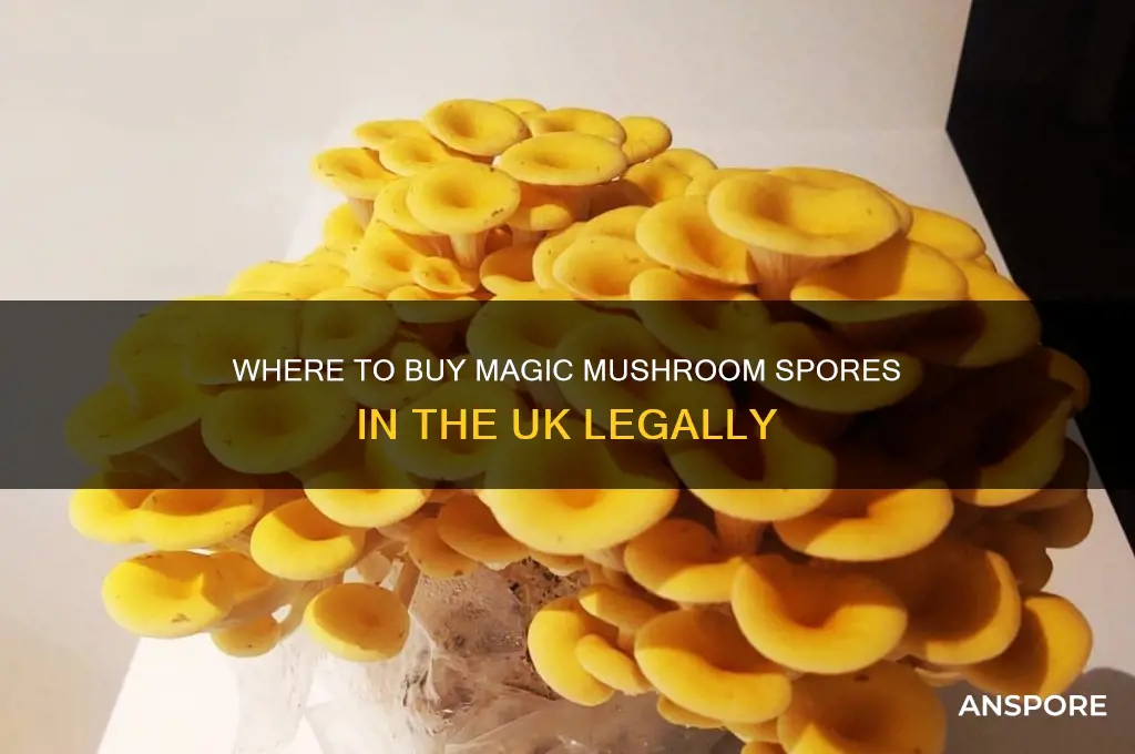 where can i buy magic mushroom spores uk