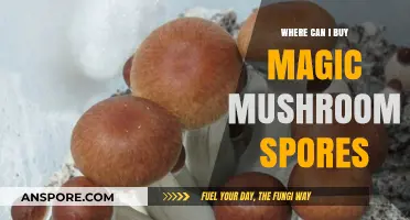 Where to Buy Magic Mushroom Spores: A Comprehensive Guide